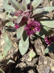 Diplacus constrictus