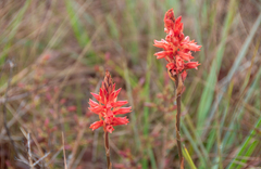 Sacoila lanceolata