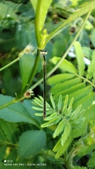 Agriocnemis pygmaea