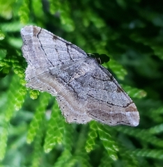 Macaria multilineata