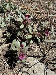 Diplacus constrictus