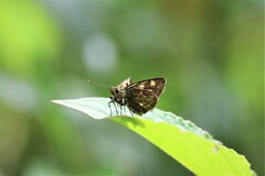 Ampittia dioscorides