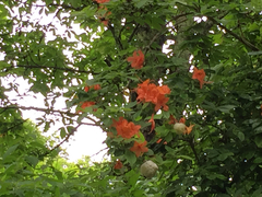 Rhododendron cumberlandense