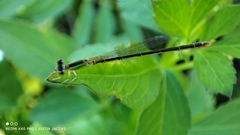 Agriocnemis pygmaea
