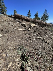 Diplacus constrictus