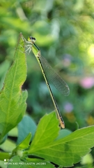 Agriocnemis pygmaea