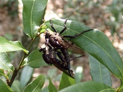 Proctacanthus nigriventris