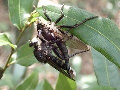 Proctacanthus nigriventris