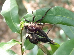 Proctacanthus nigriventris