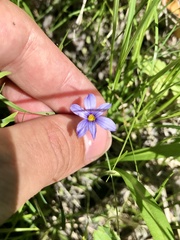 Sisyrinchium mucronatum