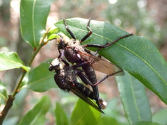 Proctacanthus nigriventris