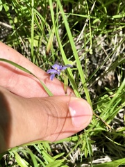 Sisyrinchium mucronatum