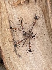 Leptomyrmex rufithorax