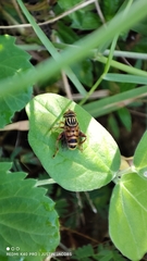 Eristalinus megacephalus