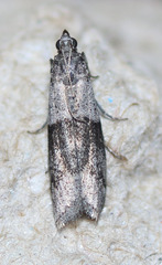 Vitula insula