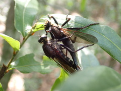 Proctacanthus nigriventris