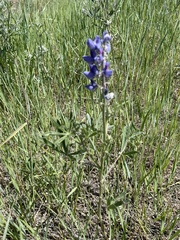 Lupinus leucophyllus