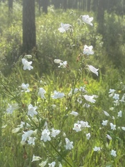 Penstemon multiflorus