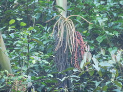 Pinanga coronata