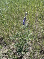 Lupinus leucophyllus