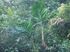 Pinanga coronata