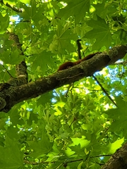 Sciurus vulgaris