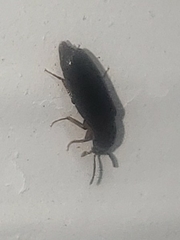Proteininae