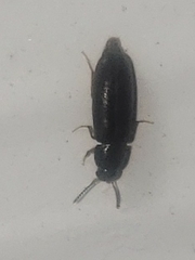 Proteininae