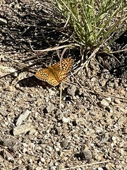 Speyeria callippe macaria