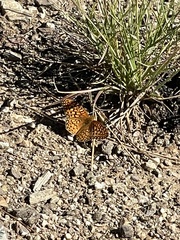 Speyeria callippe macaria