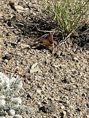 Speyeria callippe macaria