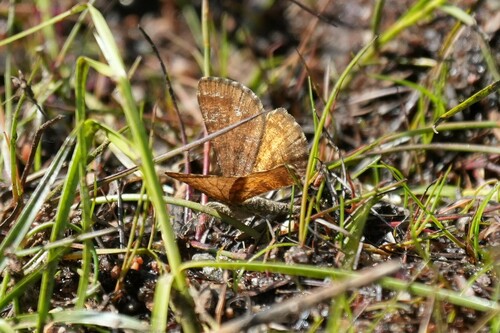 Cranberry Spanworm Moth photo 5
