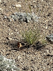 Speyeria callippe macaria