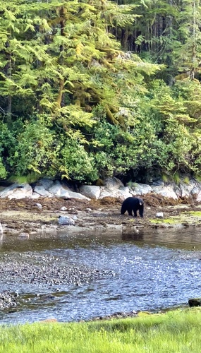 American black bear observed in the coastal forest landscape near Greene Point.