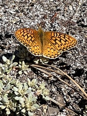 Speyeria callippe macaria