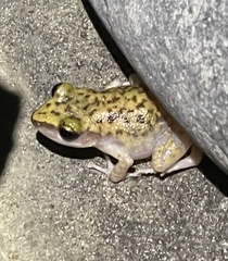 Eleutherodactylus marnockii