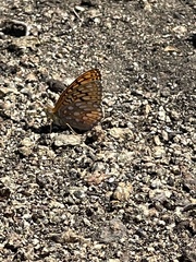 Speyeria callippe macaria