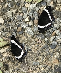 Limenitis arthemis rubrofasciata