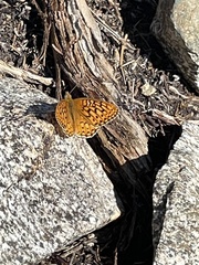 Speyeria callippe macaria