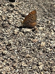 Speyeria callippe macaria