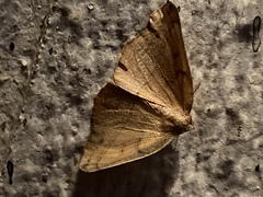 Syncirsodes primata