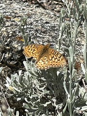 Speyeria callippe macaria
