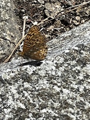 Speyeria callippe macaria