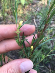 Ludwigia linearis