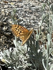 Speyeria callippe macaria