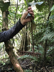 Hypoderris
