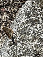 Speyeria callippe macaria