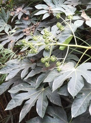 Fatsia
