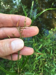 Rhynchospora corniculata