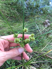 Cyperus entrerianus